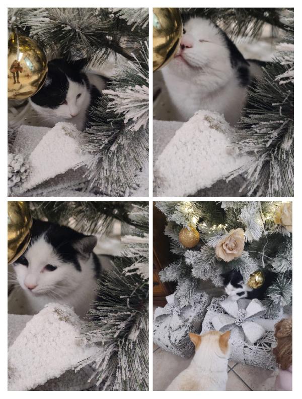 ❤️❤️ ✨ OREO CERCA LA SUA FAMIGLIA PER SEMPRE! ✨ Foto 2